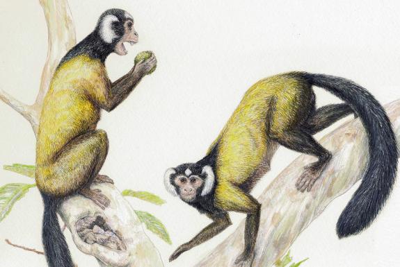 L'origine de la lignée commune entre les hommes et les singes se trouverait en Asie
