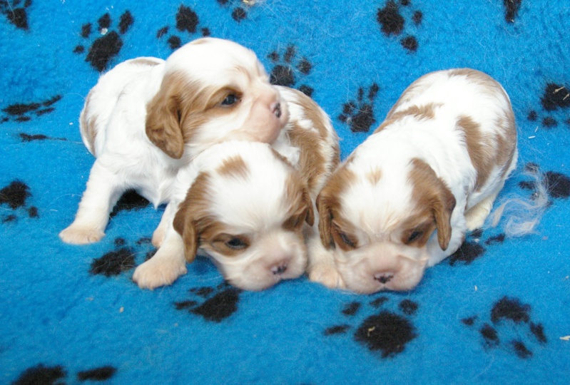 rencontre cavalier king charles