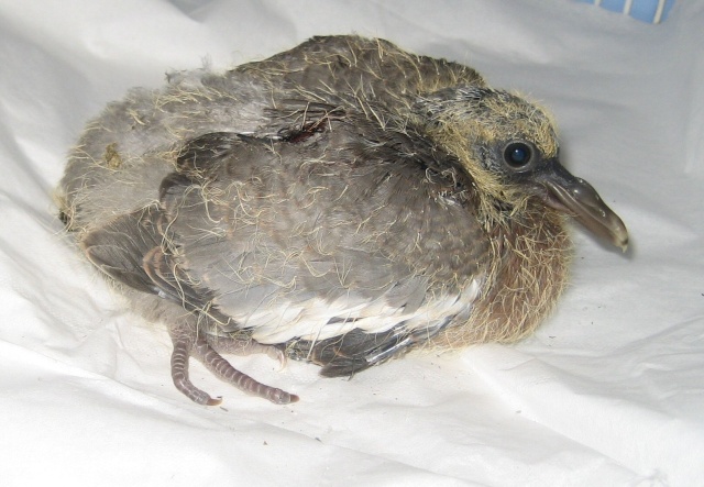 baby-wood-pigeon