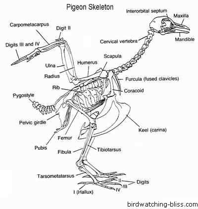 Pigeon Anatomy Diagram