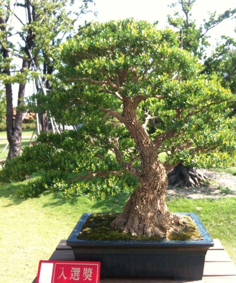 the best bonsai