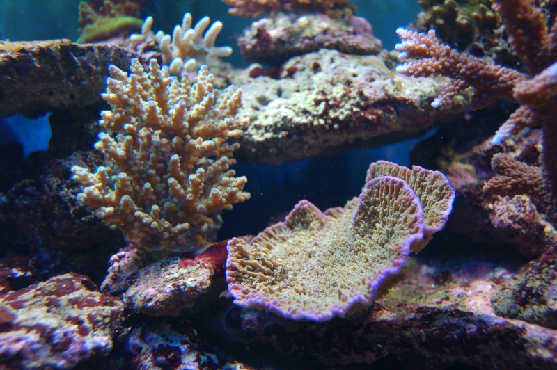 Photos coraux