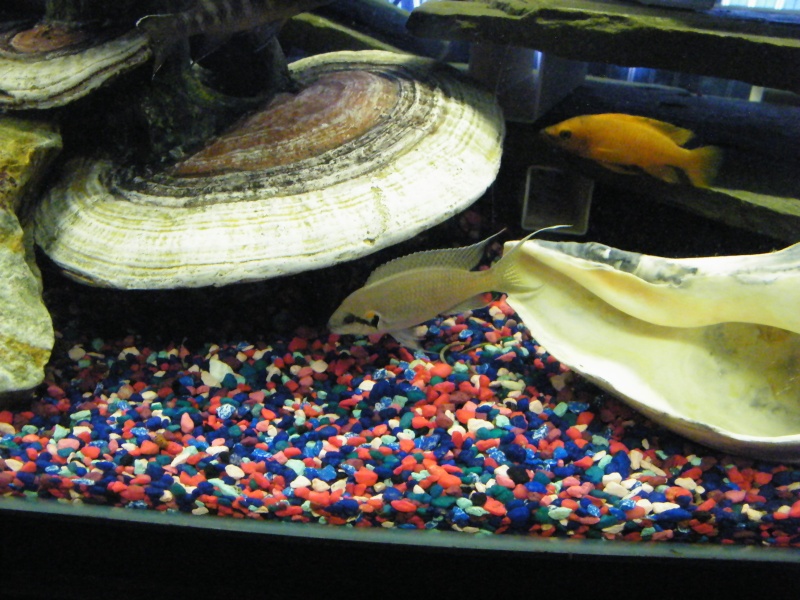 Lake+tanganyika+cichlids+for+sale