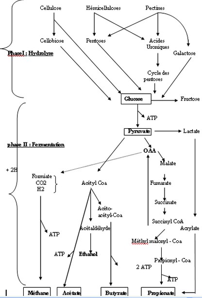 Schema metabolisme glucidique