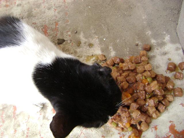 oreja310.jpg
