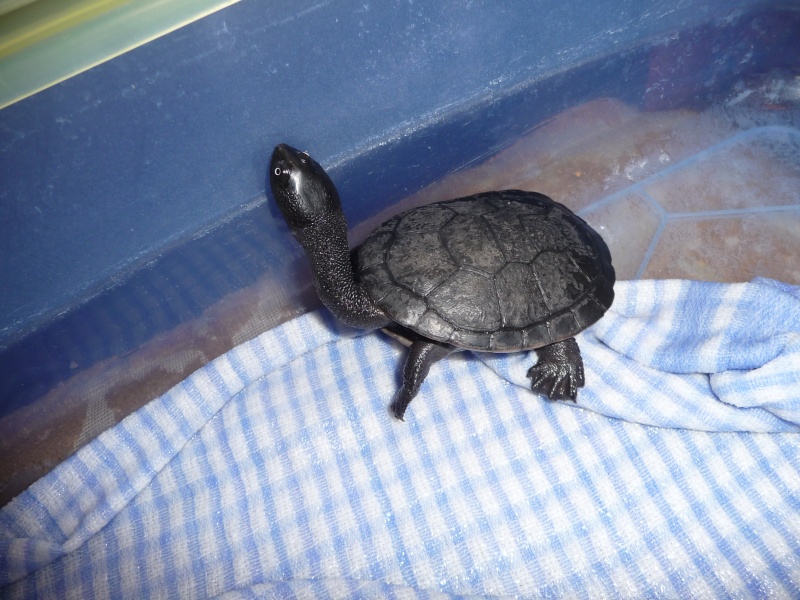 ID - Turtle Identification - Turtle Forum