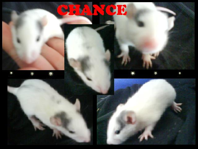 chance11.jpg