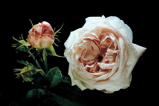 roses-10.jpg